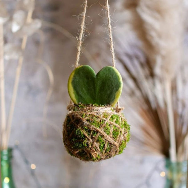 Kokedama - Sfera di muschio: L’antica arte giapponese di coltivare piante in sfere di terra e muschio